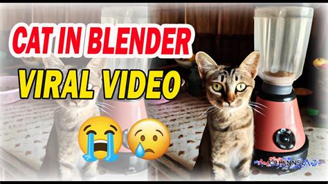 cat blender footage|Saw the cat in blender video cant get it out of my mind